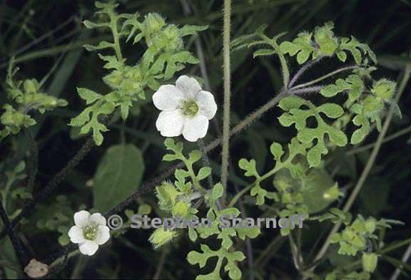 nemophila heterophylla 1 graphic